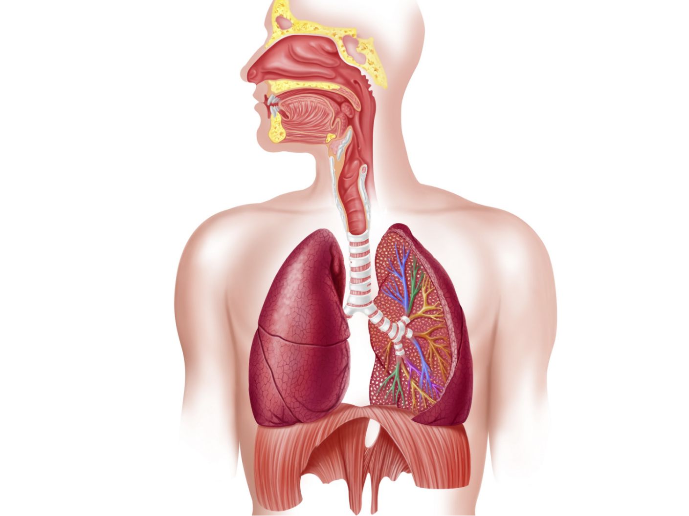 breathing system - سیستم تنفسی