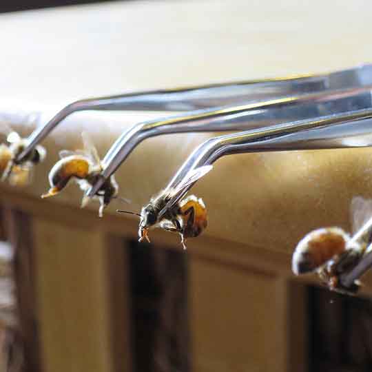زنبور تراپی چیست