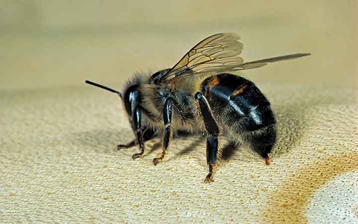 درمان با نیش زنبور