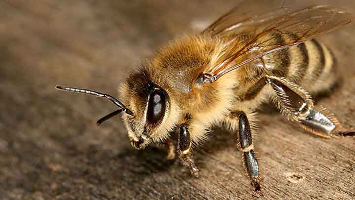فواید زنبور درمانی