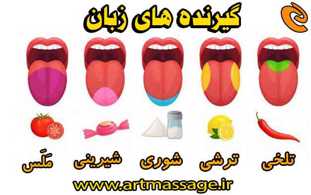 گیرنده های زبان